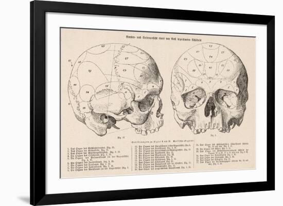 Gall's Phrenological System - the Skull Seen from Side and Front-null-Framed Photographic Print