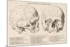 Gall's Phrenological System - the Skull Seen from Side and Front-null-Mounted Photographic Print