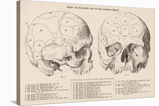 Gall's Phrenological System - the Skull Seen from Side and Front-null-Stretched Canvas