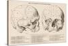 Gall's Phrenological System - the Skull Seen from Side and Front-null-Stretched Canvas