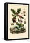 Gall Wasp, 1833-39-null-Framed Stretched Canvas