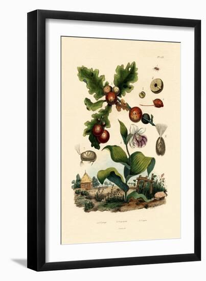 Gall Wasp, 1833-39-null-Framed Giclee Print