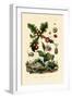 Gall Wasp, 1833-39-null-Framed Giclee Print