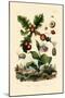 Gall Wasp, 1833-39-null-Mounted Giclee Print