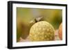 Gall Wasp (Cynips Quercusfolii) Emerging from the Oak Gall. Germany, October-Solvin Zankl-Framed Photographic Print