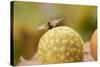 Gall Wasp (Cynips Quercusfolii) Emerging from the Oak Gall. Germany, October-Solvin Zankl-Stretched Canvas