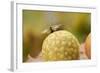 Gall Wasp (Cynips Quercusfolii) Emerging from the Oak Gall. Germany, October-Solvin Zankl-Framed Photographic Print