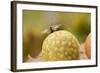 Gall Wasp (Cynips Quercusfolii) Emerging from the Oak Gall. Germany, October-Solvin Zankl-Framed Photographic Print