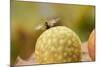 Gall Wasp (Cynips Quercusfolii) Emerging from the Oak Gall. Germany, October-Solvin Zankl-Mounted Photographic Print