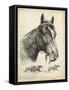 Gallant Fox-R.H. Palenske-Framed Stretched Canvas