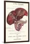 Gallbladder Cross-Section-null-Framed Art Print