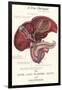 Gallbladder Cross-Section-null-Framed Art Print