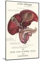 Gallbladder Cross-Section-null-Mounted Art Print