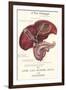 Gallbladder Cross-Section-null-Framed Art Print