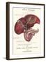 Gallbladder Cross-Section-null-Framed Art Print