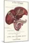 Gallbladder Cross-Section-null-Mounted Art Print