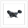 Gallery Pops White Frame
