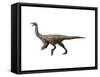 Gallimimus Dinosaur-null-Framed Stretched Canvas