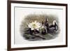 Gallinula Chloropus-John Gould-Framed Giclee Print