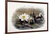 Gallinula Chloropus-John Gould-Framed Giclee Print