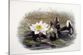 Gallinula Chloropus-John Gould-Stretched Canvas