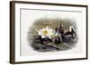 Gallinula Chloropus-John Gould-Framed Giclee Print