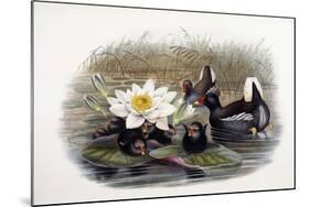 Gallinula Chloropus-John Gould-Mounted Giclee Print