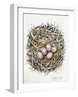 Gallinula Choepus (Moorhen), 2000-Sandra Lawrence-Framed Giclee Print