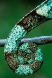 Head of a Parson's Chameleon-Gallo Images-Framed Photographic Print