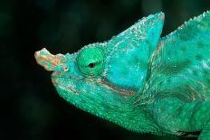 Coiled Prehensile Tail of a Parson's Chameleon-Gallo Images-Stretched Canvas