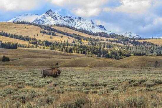 Premium Photographic Print, , large