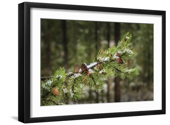 Premium Photographic Print, , large