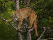 Mountain Lion Stare-Galloimages Online-Photographic Print