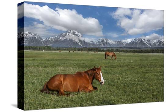 Stretched Canvas Print, , large