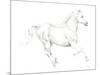 Gallop White-Deborah Pearce-Mounted Giclee Print