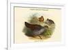 Galloperdix Zeylonensis - Ceylon Spurfowl Pheasant-John Gould-Framed Premium Giclee Print