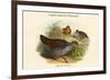 Galloperdix Zeylonensis - Ceylon Spurfowl Pheasant-John Gould-Framed Premium Giclee Print