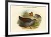 Galloperdix Zeylonensis - Ceylon Spurfowl Pheasant-John Gould-Framed Premium Giclee Print