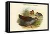 Galloperdix Zeylonensis - Ceylon Spurfowl Pheasant-John Gould-Framed Stretched Canvas