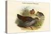 Galloperdix Zeylonensis - Ceylon Spurfowl Pheasant-John Gould-Stretched Canvas