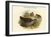 Galloperdix Zeylonensis - Ceylon Spurfowl Pheasant-John Gould-Framed Art Print