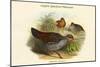 Galloperdix Zeylonensis - Ceylon Spurfowl Pheasant-John Gould-Mounted Art Print