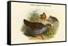 Galloperdix Zeylonensis - Ceylon Spurfowl Pheasant-John Gould-Framed Stretched Canvas