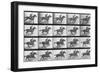 Galloping Horse, Plate 628 from Animal Locomotion, 1887-Eadweard Muybridge-Framed Giclee Print