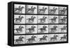 Galloping Horse, Plate 628 from Animal Locomotion, 1887-Eadweard Muybridge-Framed Stretched Canvas