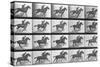 Galloping Horse, Plate 628 from Animal Locomotion, 1887-Eadweard Muybridge-Stretched Canvas