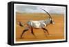 Galloping Oryx, 2010-Mark Adlington-Framed Stretched Canvas