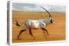 Galloping Oryx, 2010-Mark Adlington-Stretched Canvas