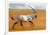 Galloping Oryx, 2010-Mark Adlington-Framed Giclee Print