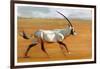 Galloping Oryx, 2010-Mark Adlington-Framed Giclee Print